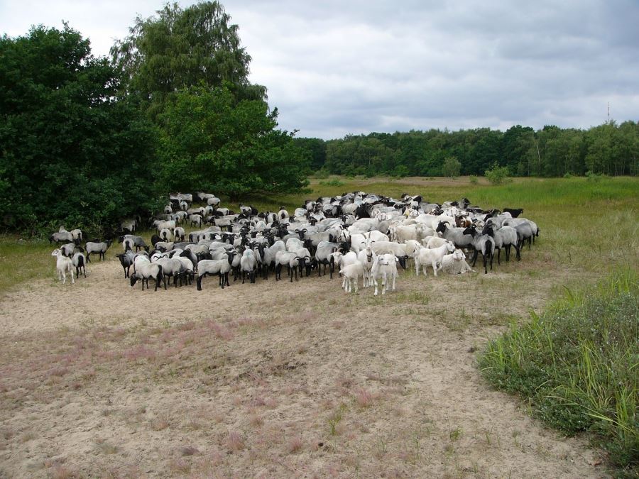 Ankunft der Schafe im Naturschutzgebiet „Boberger Niederung“