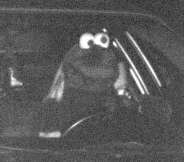 Maskerade aus der Muppetshow: Vermeintlich witzig - im Straßenverkehr vor allem gefährlich