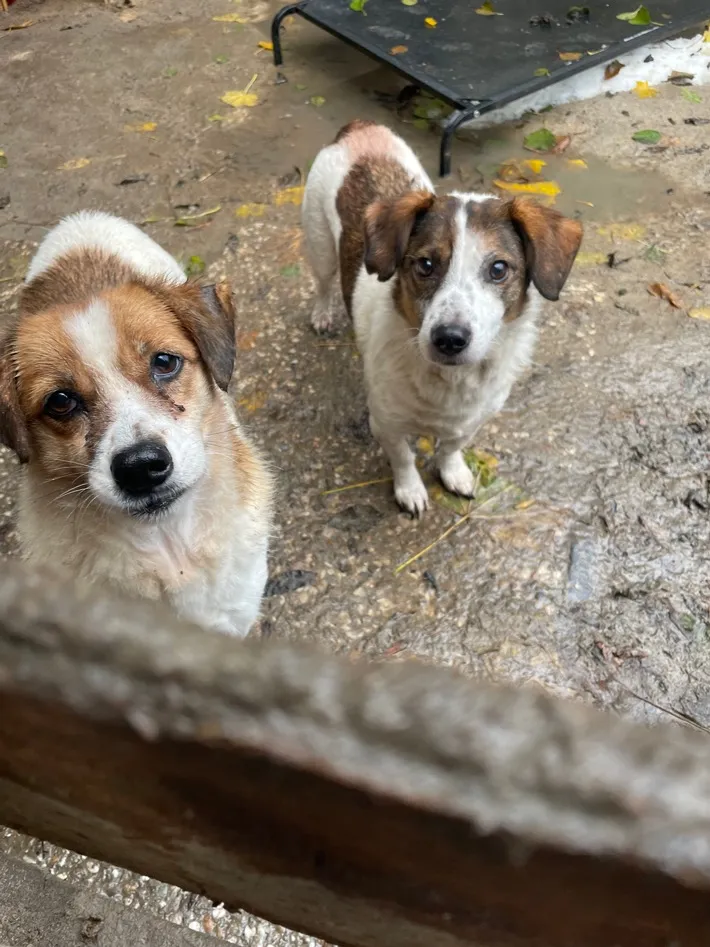 Veterinäramt Landkreis Stade nimmt Hundehalterin Tiere weg 